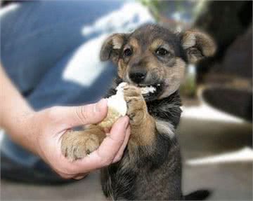 狗狗食物中毒以后会有什么症状,预防措施有哪些?