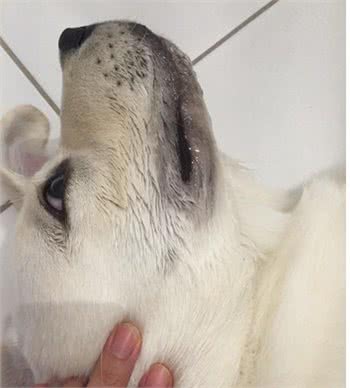 狗狗食物中毒以后会有什么症状,预防措施有哪些?