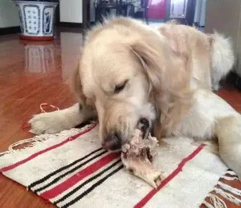 铲屎官最容易犯的养狗误区,你中了几条?