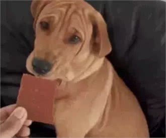 铲屎官最容易犯的养狗误区,你中了几条?