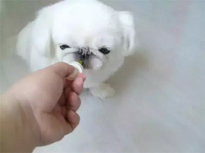 铲屎官最容易犯的养狗误区,你中了几条?