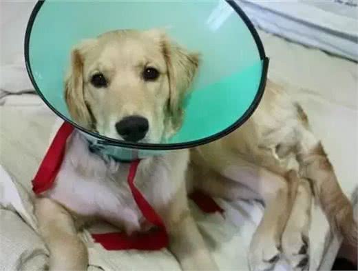 铲屎官最容易犯的养狗误区,你中了几条?