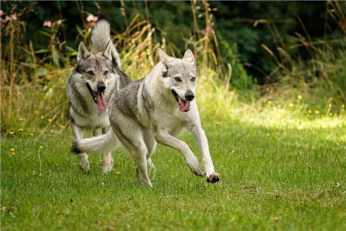 这几条凶狠如狼,一般人驾驭不住哦!你敢养吗