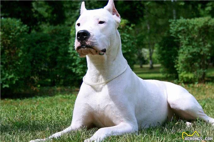 这几条凶狠如狼,一般人驾驭不住哦!你敢养吗