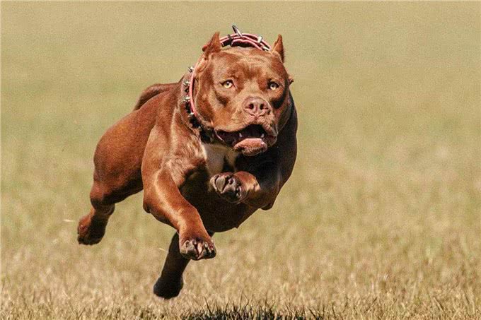 这几条凶狠如狼,一般人驾驭不住哦!你敢养吗