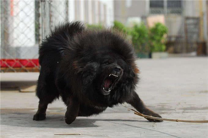 这几条凶狠如狼,一般人驾驭不住哦!你敢养吗