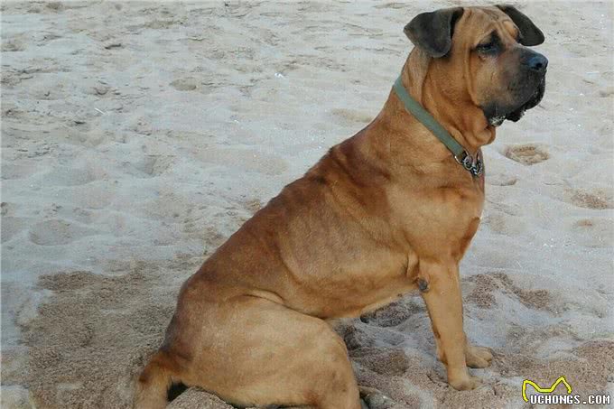 这几条凶狠如狼,一般人驾驭不住哦!你敢养吗