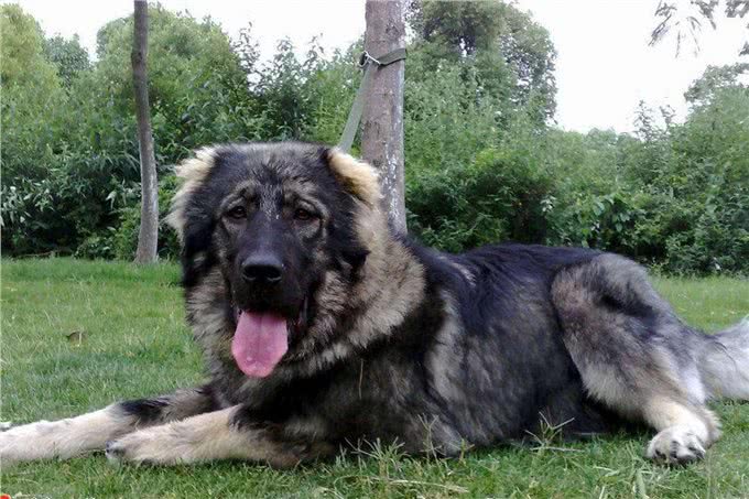 这几条凶狠如狼,一般人驾驭不住哦!你敢养吗