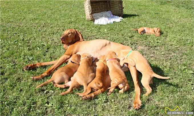 狗狗喂养全攻略:该如何照顾生产后的狗妈妈