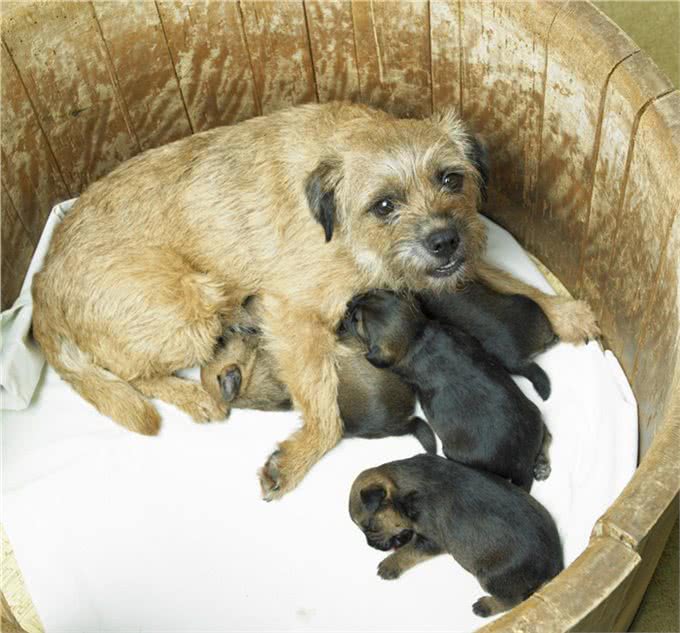 狗狗喂养全攻略:该如何照顾生产后的狗妈妈