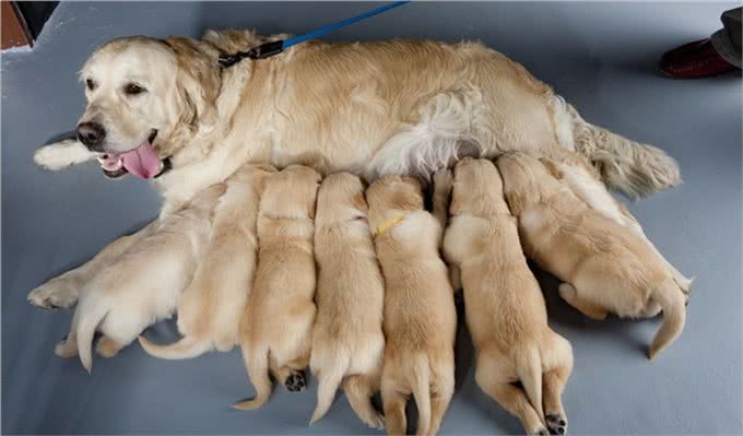 狗狗喂养全攻略:该如何照顾生产后的狗妈妈