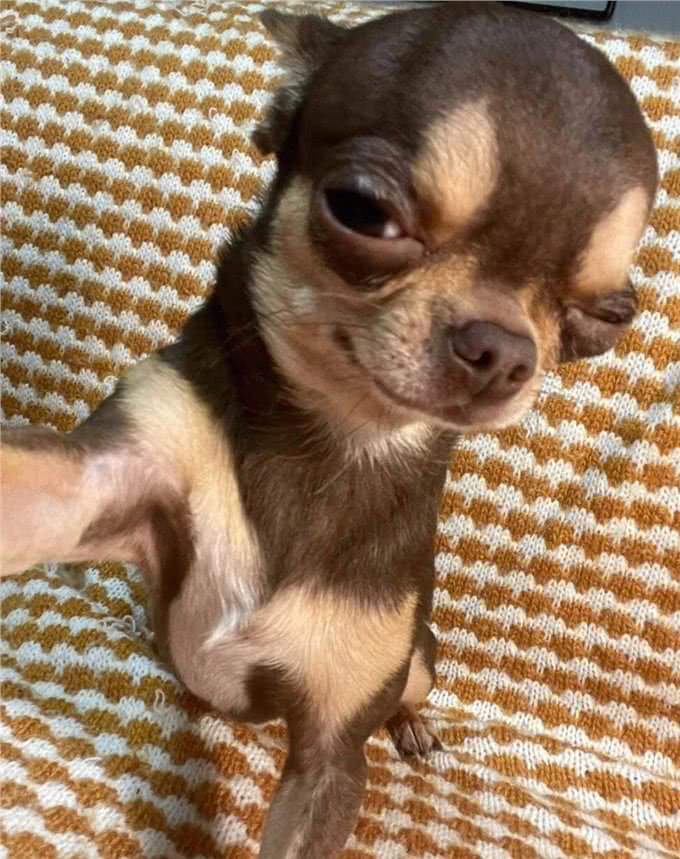 7种适合女生养的狗,最后一种融化女生的心,看有没有你家狗主子