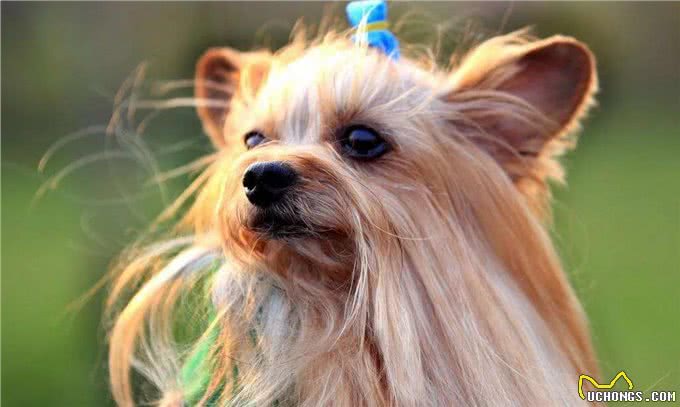 7种适合女生养的狗,最后一种融化女生的心,看有没有你家狗主子