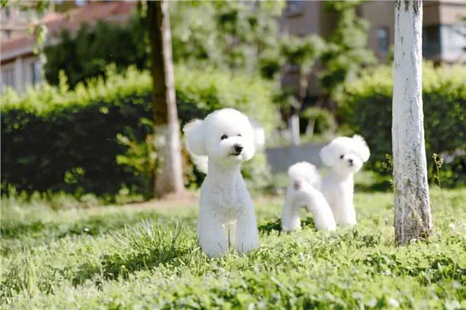 7种适合女生养的狗,最后一种融化女生的心,看有没有你家狗主子