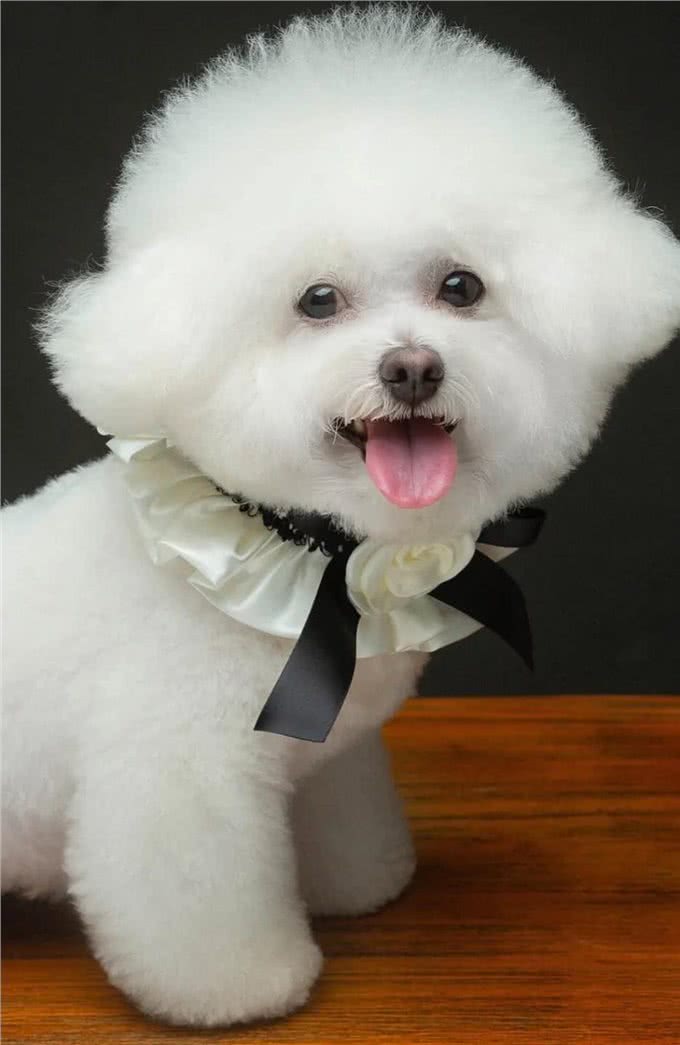 7种适合女生养的狗,最后一种融化女生的心,看有没有你家狗主子