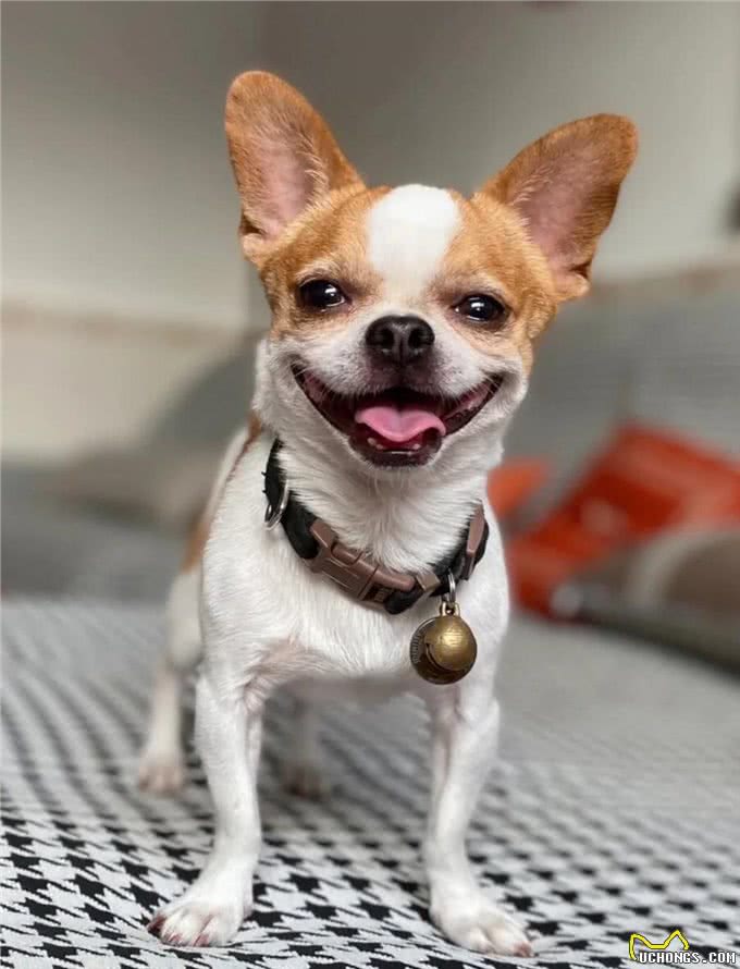 7种适合女生养的狗,最后一种融化女生的心,看有没有你家狗主子