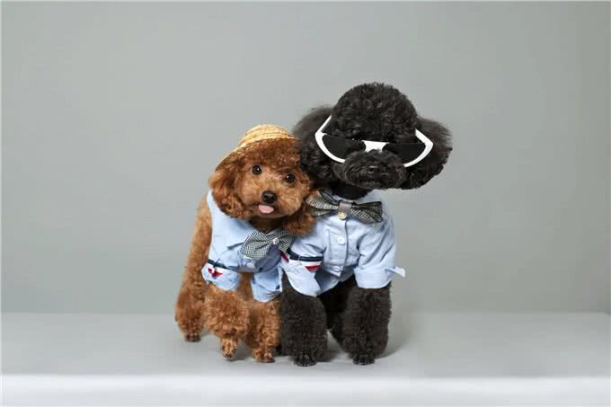 7种适合女生养的狗,最后一种融化女生的心,看有没有你家狗主子