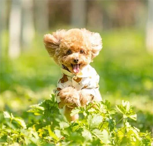 7种适合女生养的狗,最后一种融化女生的心,看有没有你家狗主子