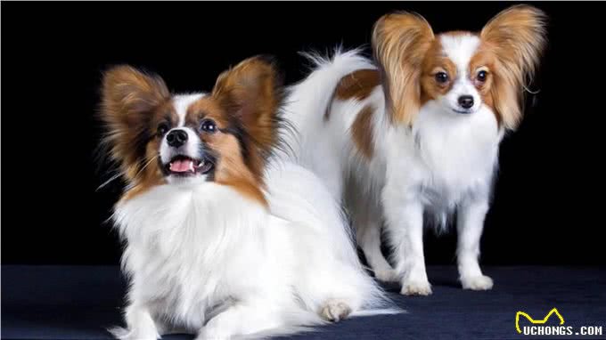 7种适合女生养的狗,最后一种融化女生的心,看有没有你家狗主子