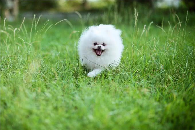 7种适合女生养的狗,最后一种融化女生的心,看有没有你家狗主子