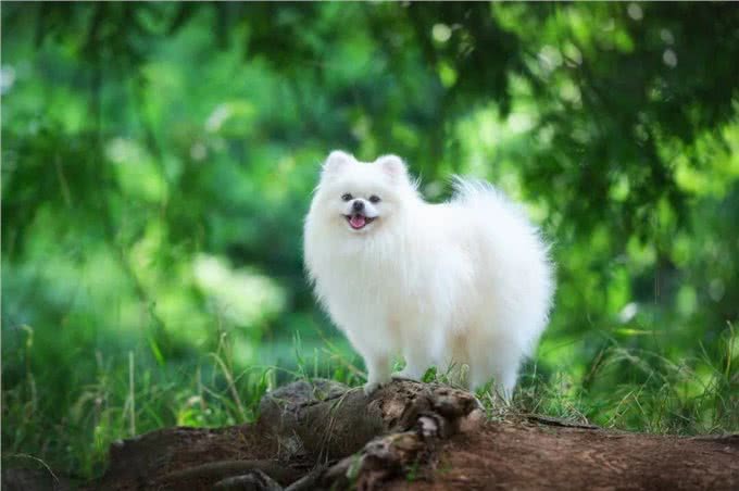 7种适合女生养的狗,最后一种融化女生的心,看有没有你家狗主子