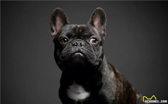 7种适合女生养的狗,最后一种融化女生的心,看有没有你家狗主子