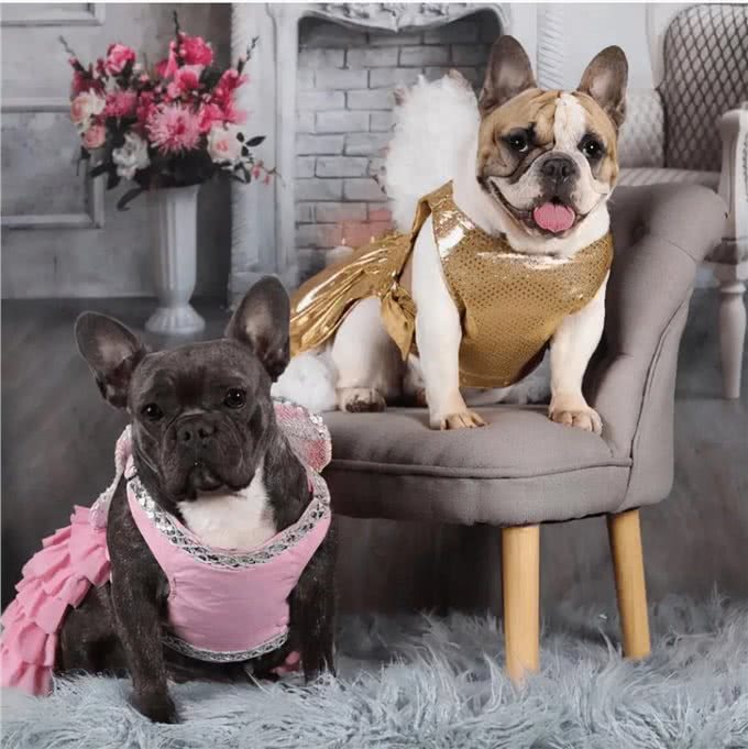 7种适合女生养的狗,最后一种融化女生的心,看有没有你家狗主子