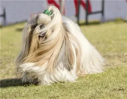 7种适合女生养的狗,最后一种融化女生的心,看有没有你家狗主子