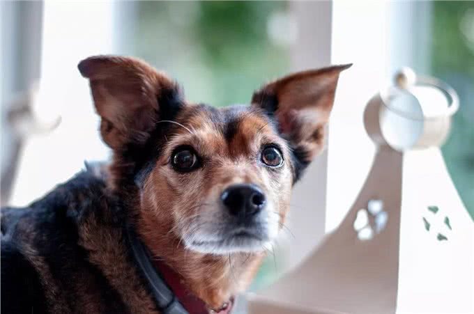 怎么训练宠物狗不挑食