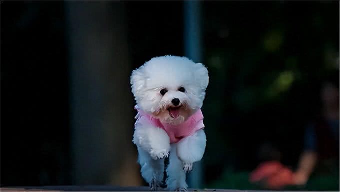 宠物狗到底有哪些?最后一个居然才知道名字