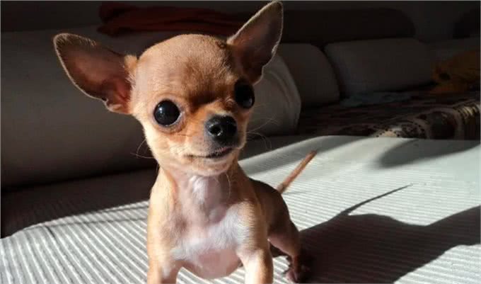 宠物狗到底有哪些?最后一个居然才知道名字