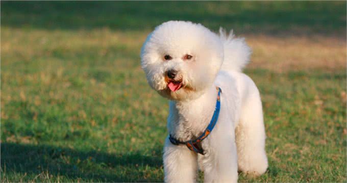 宠物狗到底有哪些?最后一个居然才知道名字