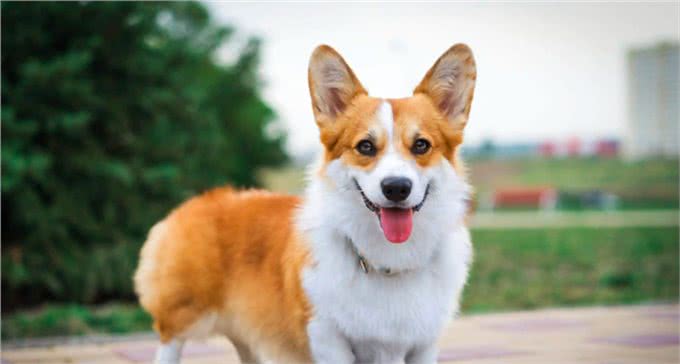 宠物狗到底有哪些?最后一个居然才知道名字