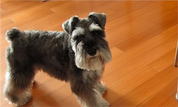 宠物狗到底有哪些?最后一个居然才知道名字