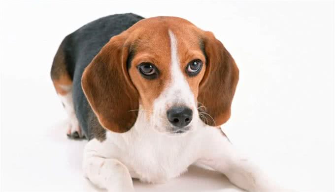 宠物狗到底有哪些?最后一个居然才知道名字