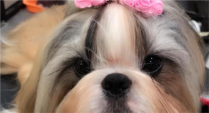 宠物狗到底有哪些?最后一个居然才知道名字