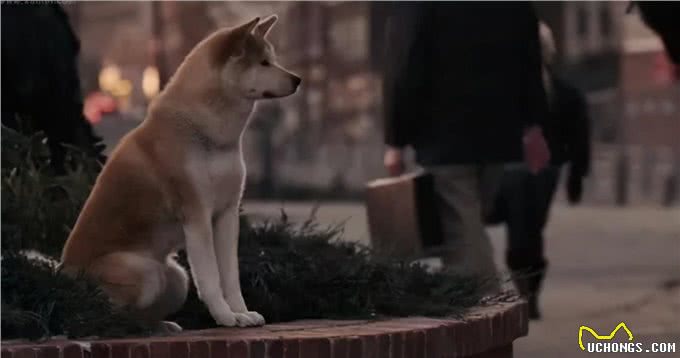 推荐4部超治愈的狗狗片