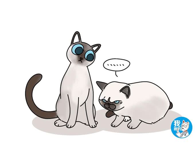 辟谣:听说暹罗猫变黑看心情,还和吃啥有关?猫主子听了都想打人