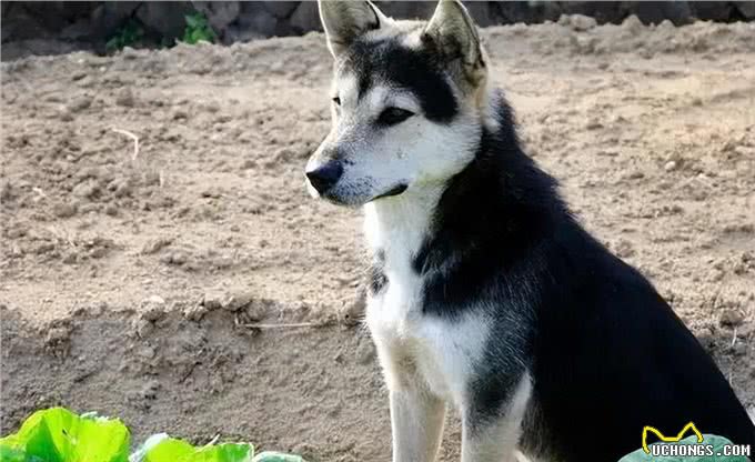 狗为何害怕经常杀生的人,比如屠夫和偷狗贼?它是如何辨别的?