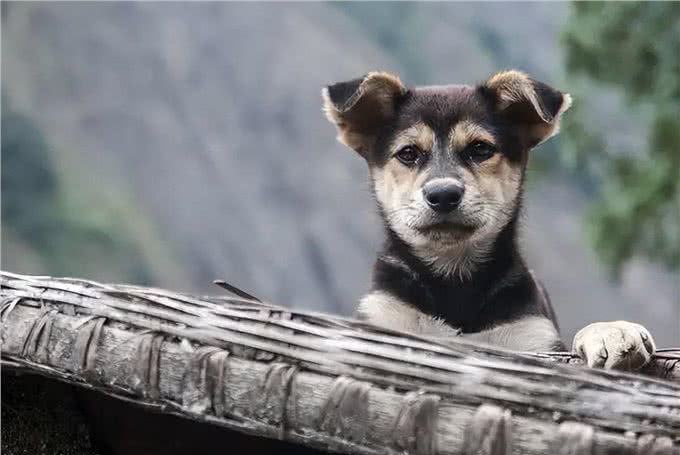 狗为何害怕经常杀生的人,比如屠夫和偷狗贼?它是如何辨别的?