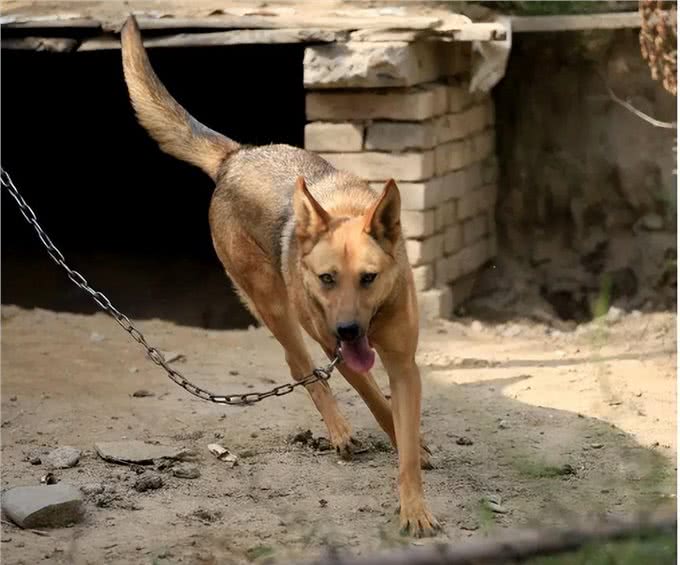 狗为何害怕经常杀生的人,比如屠夫和偷狗贼?它是如何辨别的?