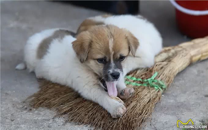 狗为何害怕经常杀生的人,比如屠夫和偷狗贼?它是如何辨别的?