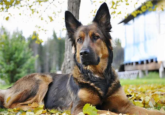 涨知识:如何治狗身上的癣,能恢复比较快?