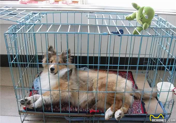 涨知识:如何治狗身上的癣,能恢复比较快?