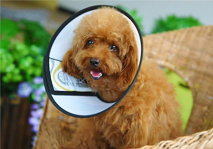 涨知识:如何治狗身上的癣,能恢复比较快?