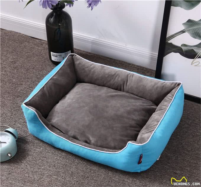 如何和你的狗狗一起旅行?