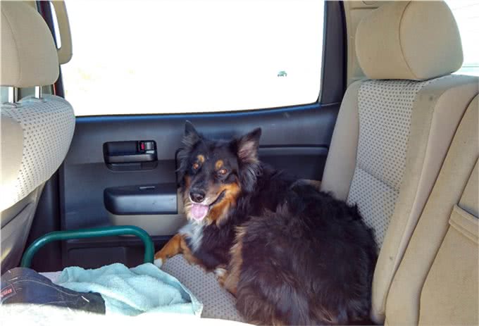 如何和你的狗狗一起旅行?