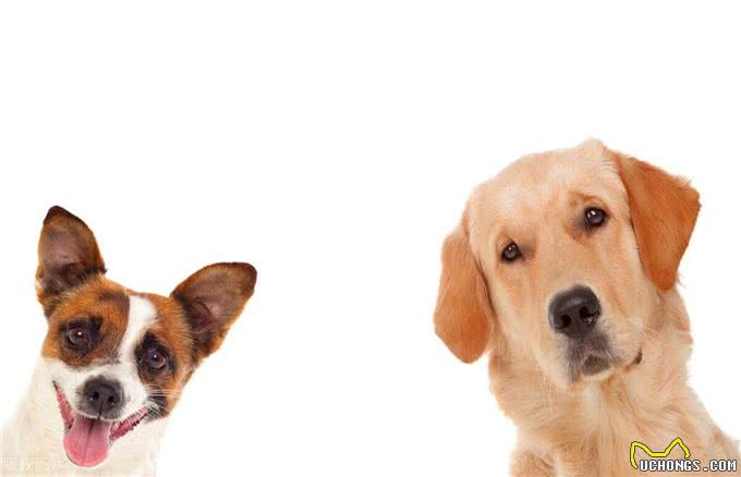 狗狗皮肤红斑与掉毛:诊断、治疗与预防