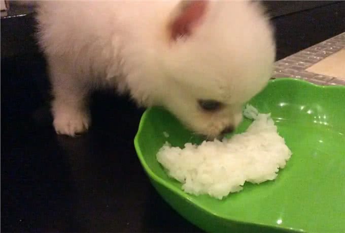 博美犬能活多久?常犯这5点错误,它更短命