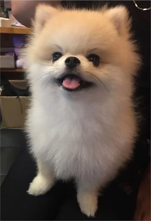 博美犬能活多久?常犯这5点错误,它更短命